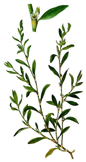 Renouée des oiseaux